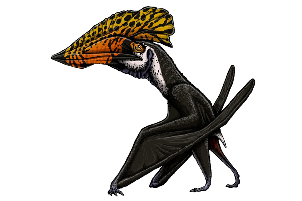 Ilustra&ccedil;&atilde;o de um Pterossauro Tupuxuara, cujos f&oacute;sseis foram encontrados na Chapada do Araripe, CE.