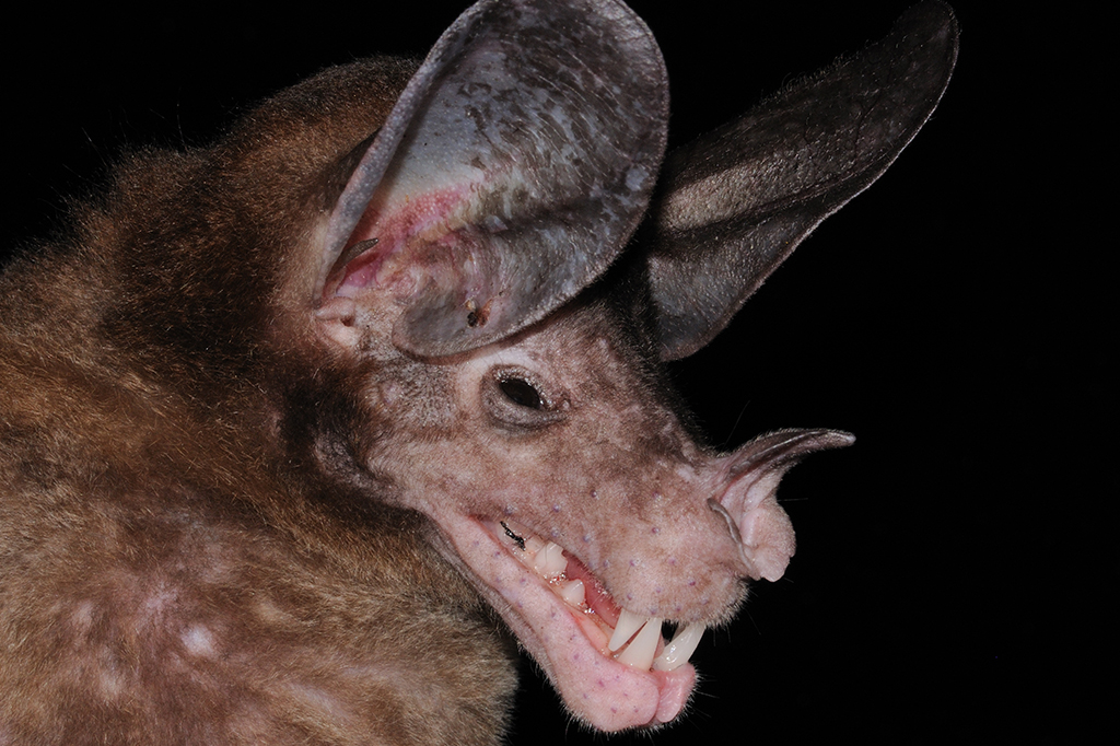 Os maiores morcegos carnívoros do mundo são fofinhos e amigáveis