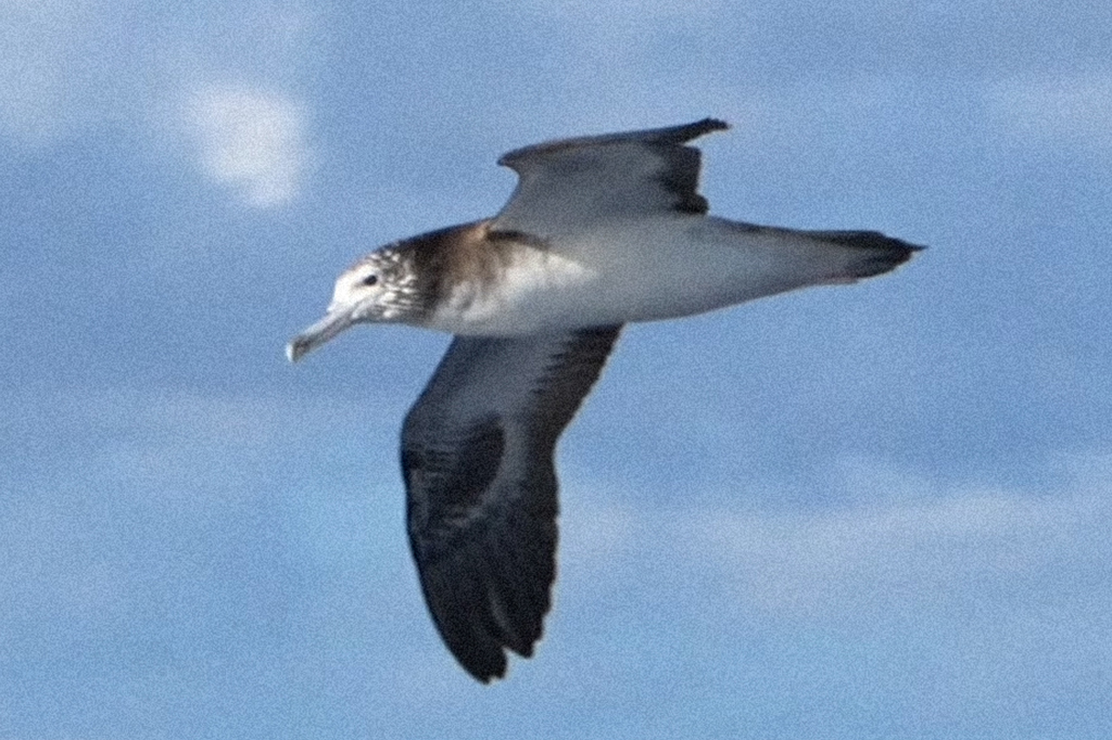 Seis cocôs por hora: como esta ave marinha fertiliza o oceano sem nem pousar