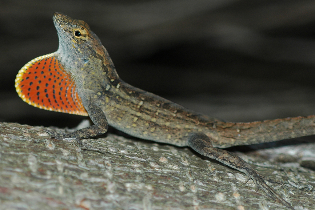 Este lagarto vive com níveis recordes de chumbo no sangue – e parece estar bem