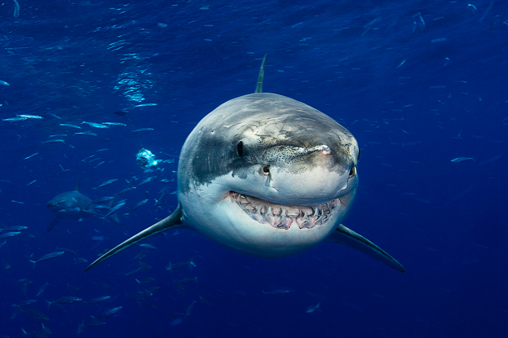 Mudança química dos oceanos pode deixar tubarões banguelas