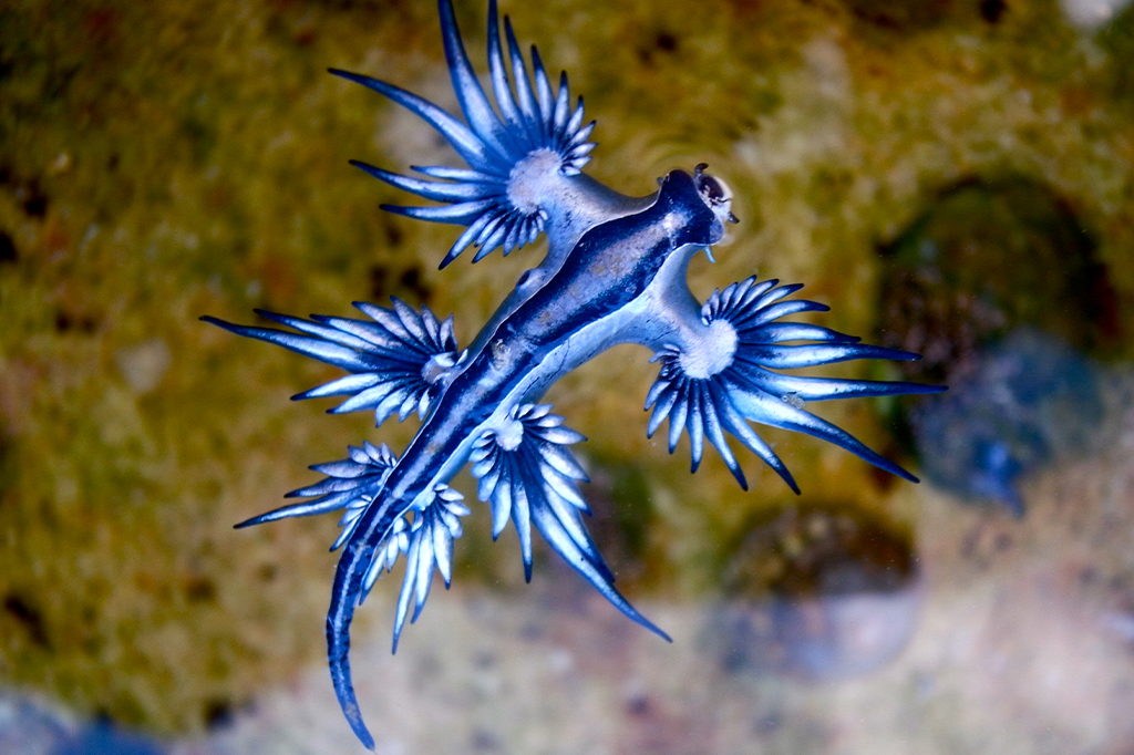 Dragão azul: conheça o animal que fez praias da Espanha se fecharem quatro vezes
