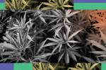 Imagem de pés de maconha.