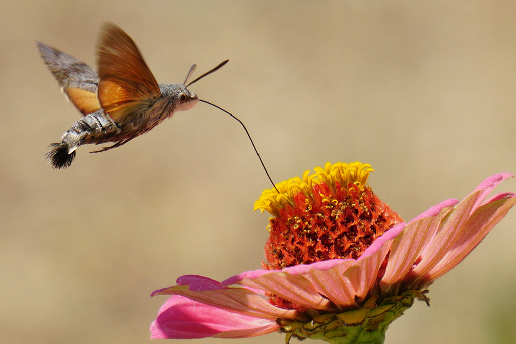 Conheça a bela mariposa que parece um beija-flor