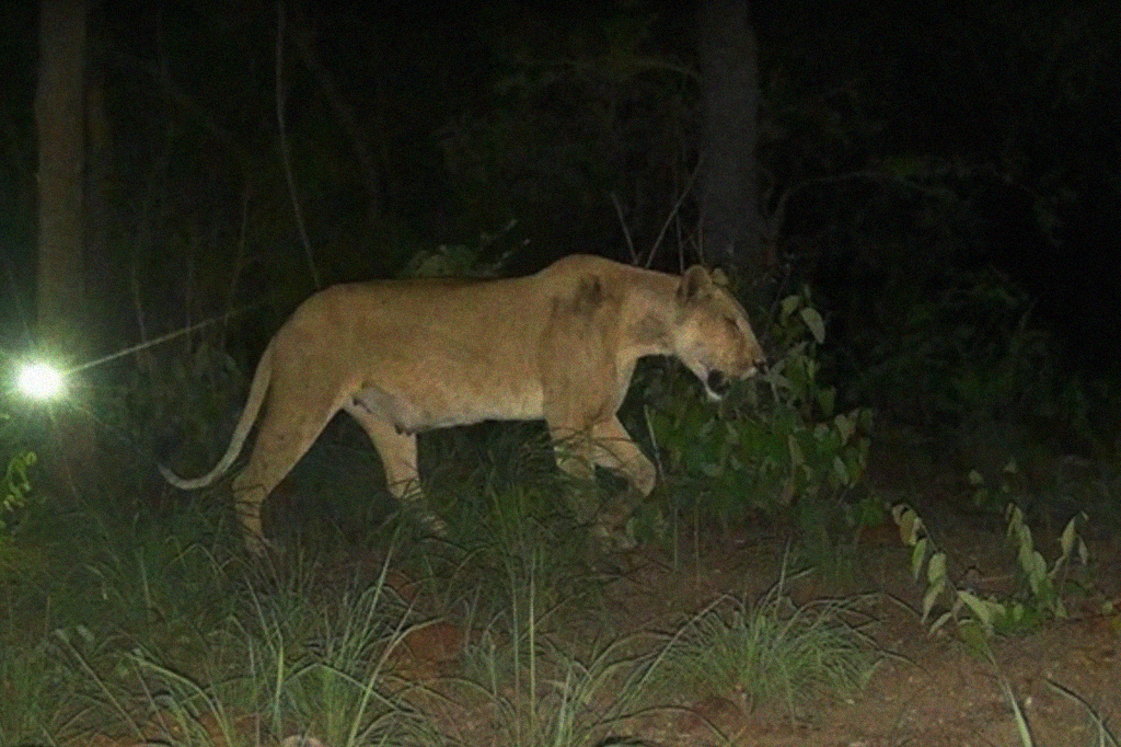 Pela primeira vez em décadas, filhotes de leão aparecem em parque na África