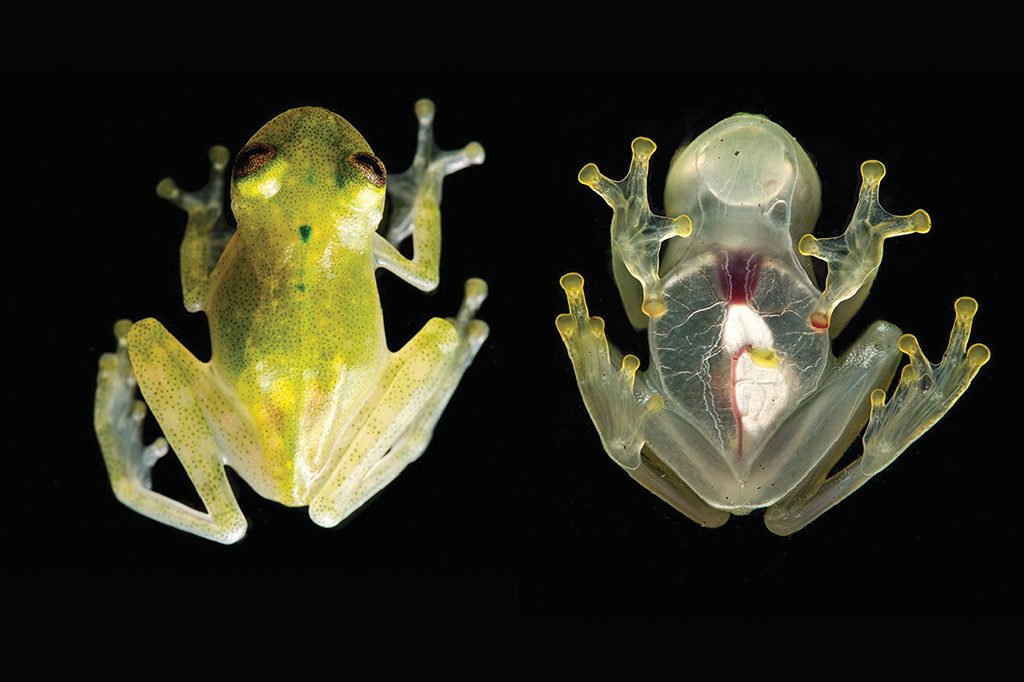 O segredo que torna esses sapos transparentes