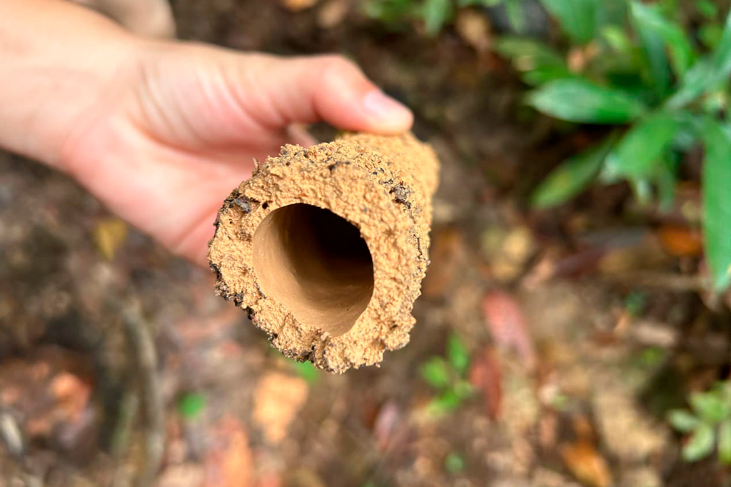 Fotografia do Interior de uma das torres de cigarras.
