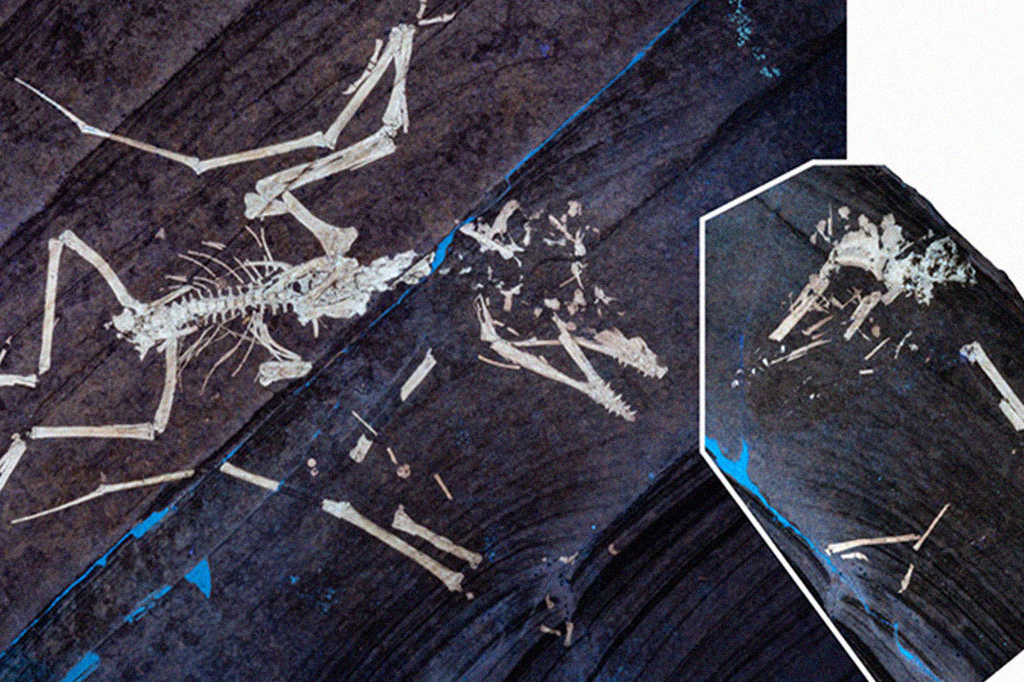 1509-pterossauros-layout_site2