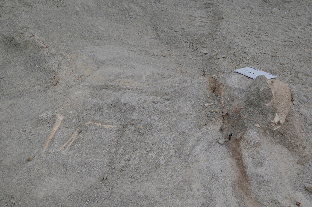 Fotografia de um Z. rinponche no solo da Mongólia, no momento da descoberta.