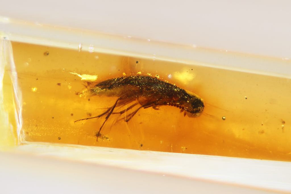 Primeiros fósseis de insetos preservados em âmbar da América do Sul são encontrados no Equador