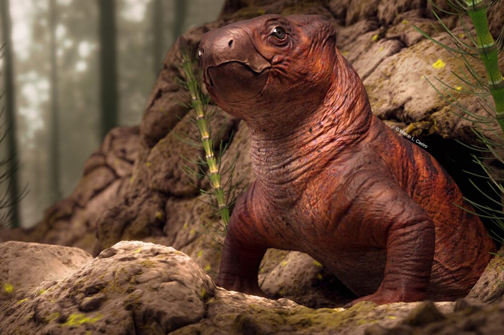 Tomografia revela detalhes inéditos de fóssil de dicinodonte encontrado no Brasil