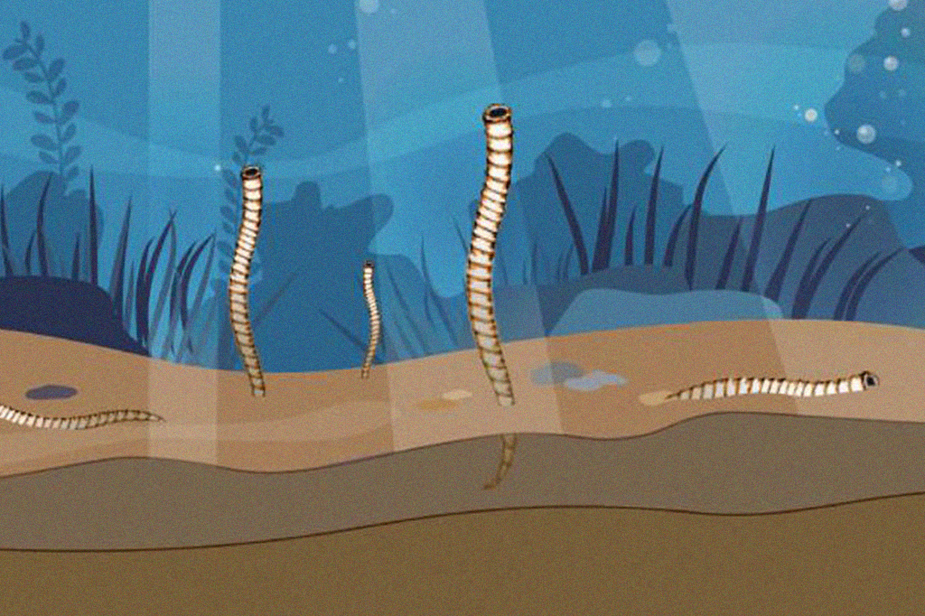 Estudo emprega até acelerador de partículas para descobrir formato de uma das primeiras espécies com esqueleto