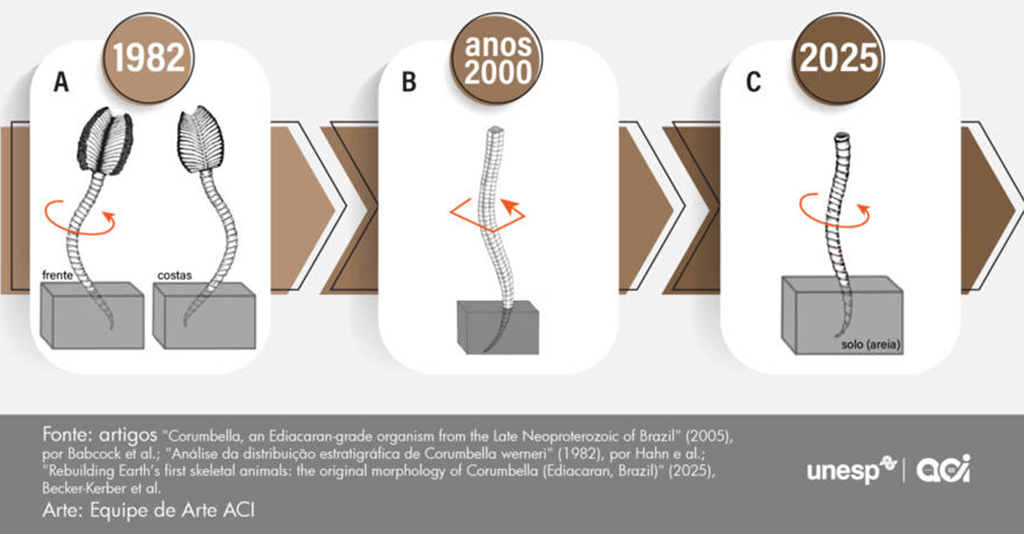 Imagem de evidências de que a Corumbella, na verdade, era bem mais simples do que se especula, exemplo de 1982, anos 2000 e 2025.