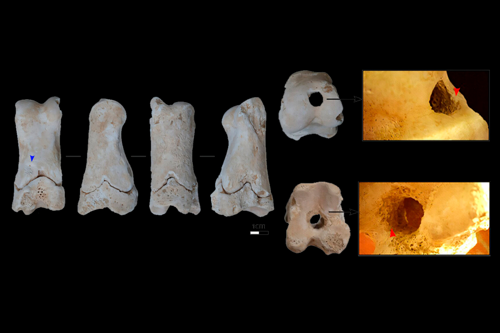 Apito de osso era usado pela “polícia” do Egito Antigo há 3,3 mil anos; ouça