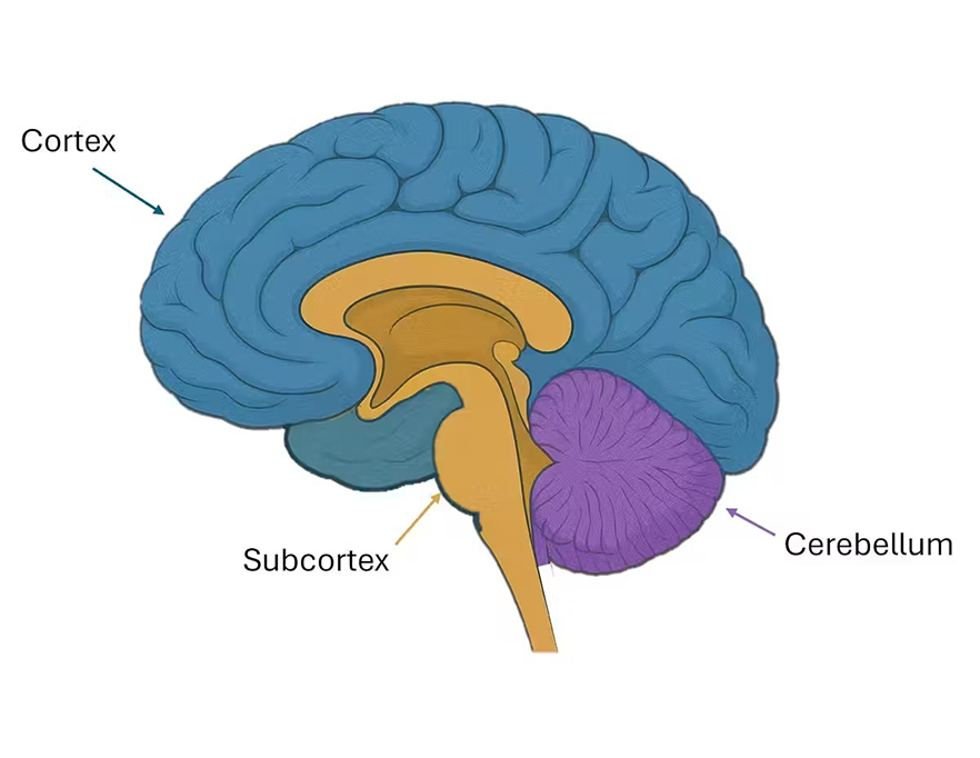 Figura 1, o c&eacute;rebro humano.