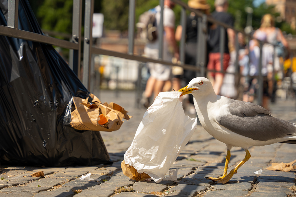 Canto antecipado, comida no lixo, ninhos em prédios: pesquisas mapeiam adaptações de aves que vivem em cidades