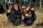 Fotografia de três chimpanzés comendo frutas.