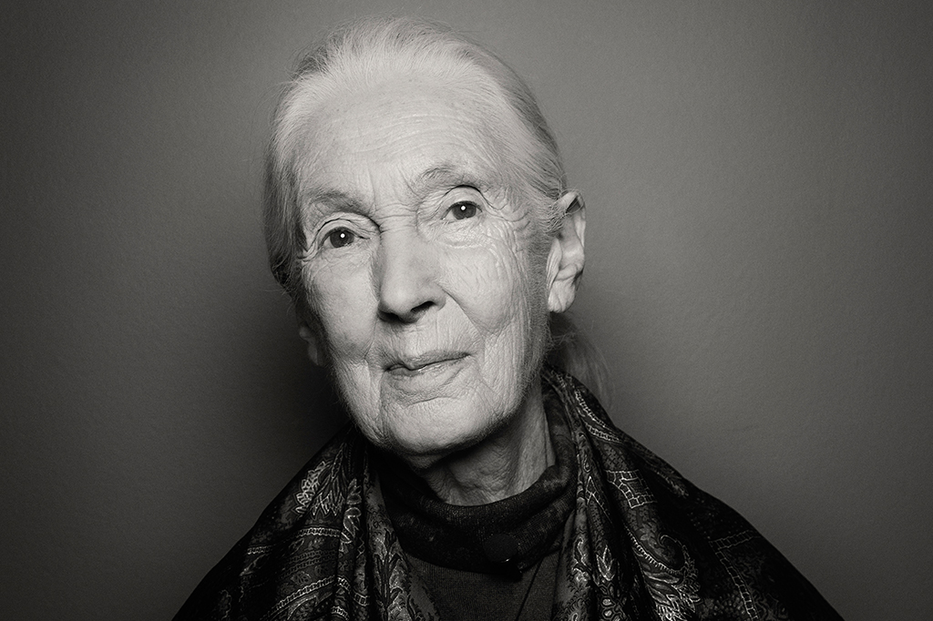 5 descobertas de Jane Goodall sobre os chimpanzés – e sobre nós