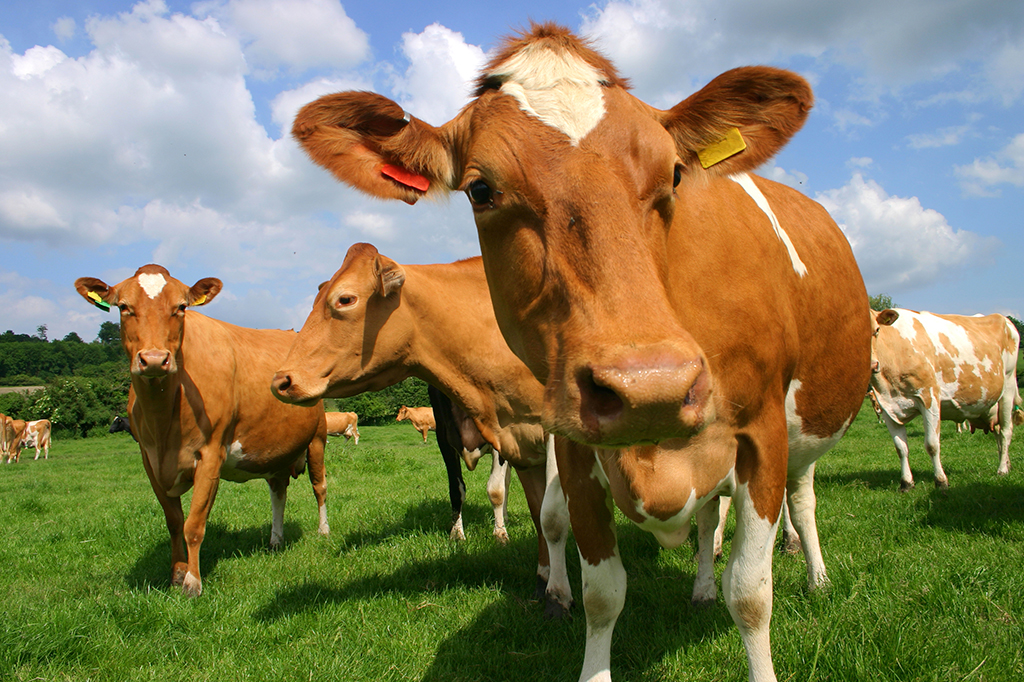 Novos estudos apresentam estratégias para pecuária brasileira reduzir emissões de metano, que bateram recorde
