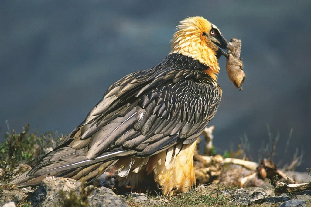 Objetos humanos de 650 anos são descobertos em ninhos de abutres