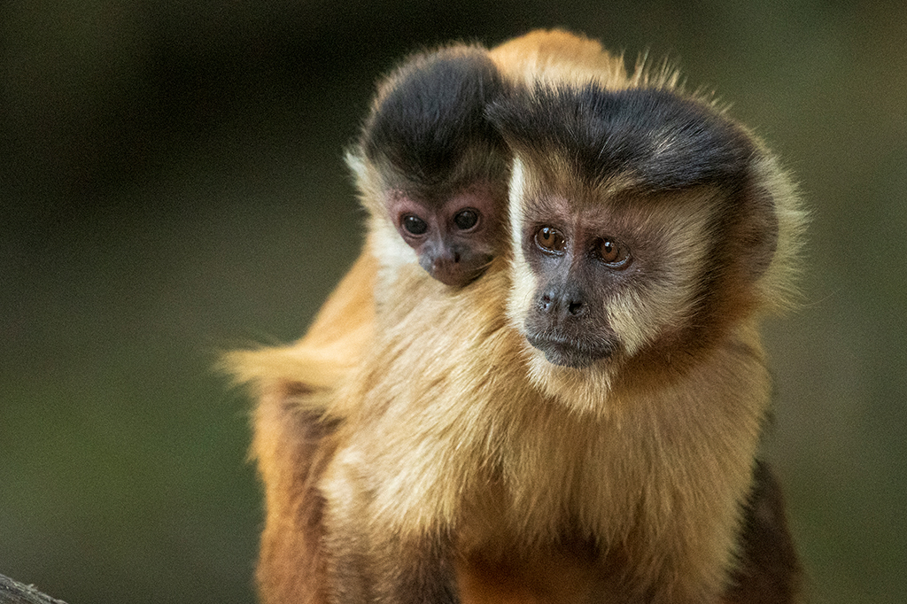 Fêmeas de mamíferos vivem mais por não se esforçarem tanto no acasalamento