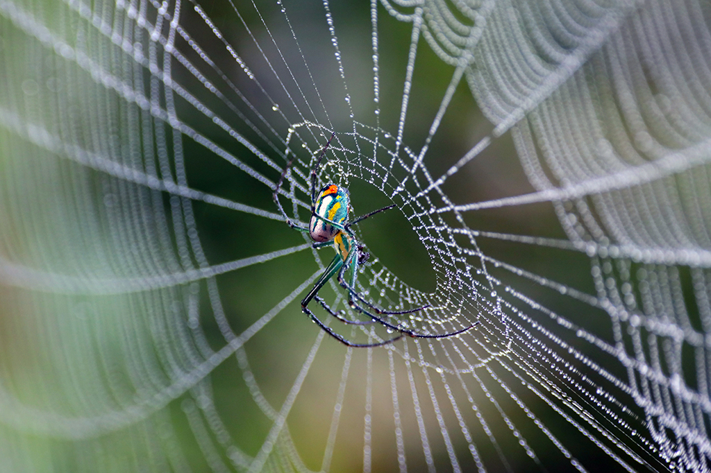 Teias de aranha revelam milhões de anos de engenhosidade evolucionária