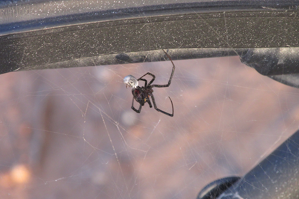 Fotografia de uma aranha vi&uacute;va-negra constr&oacute;i teias de aranha tridimensionais.
