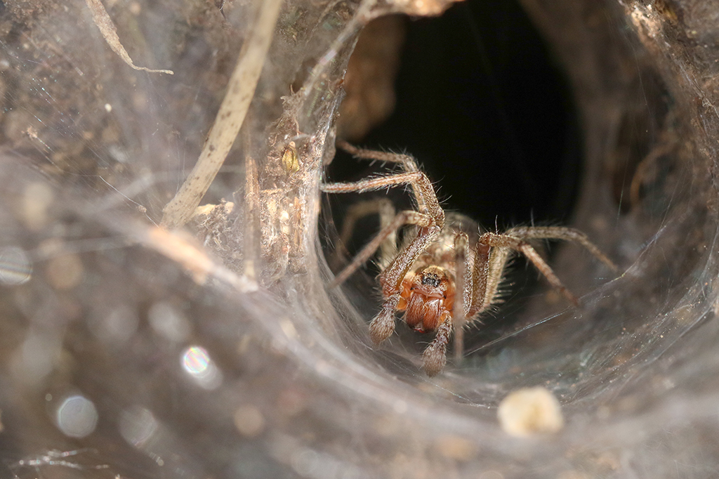 Fotografia de uma aranha tecel&atilde; de teias em funil espreita de sua teia no ch&atilde;o.