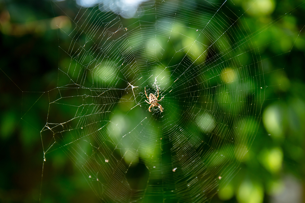 Fotografia de uma aranha-de-jardim-europeia constr&oacute;i uma teia orbital bidimensional.