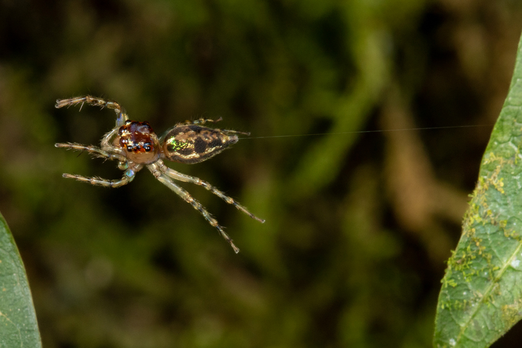 Fotografia de uma aranha saltadora usa uma corda de seguran&ccedil;a de seda ao dar um salto arriscado.