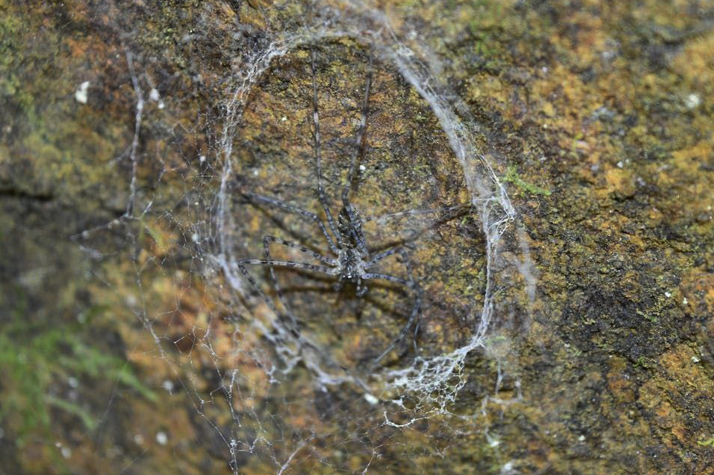 Fotografia de uma aranha-abajur em sua teia caracter&iacute;stica entre rochas.