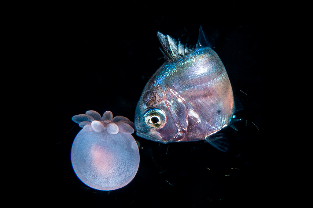 Estes peixes sobrevivem usando anêmonas como armadura