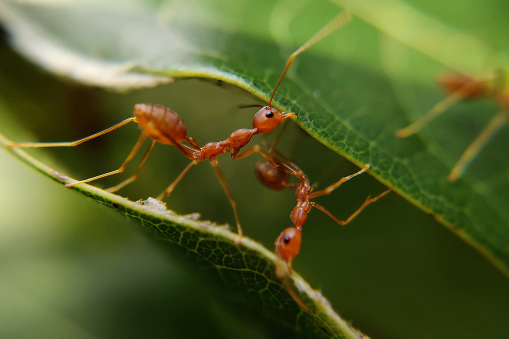 Formigas doentes praticam isolamento social, descobre estudo