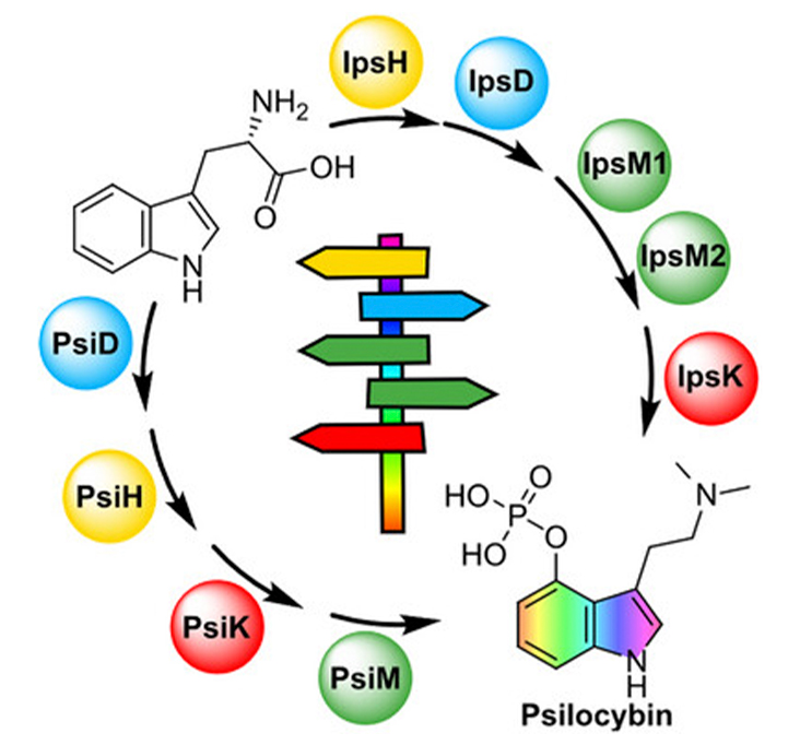 Gr&aacute;fico da produ&ccedil;a&otilde; dos cogumelos.