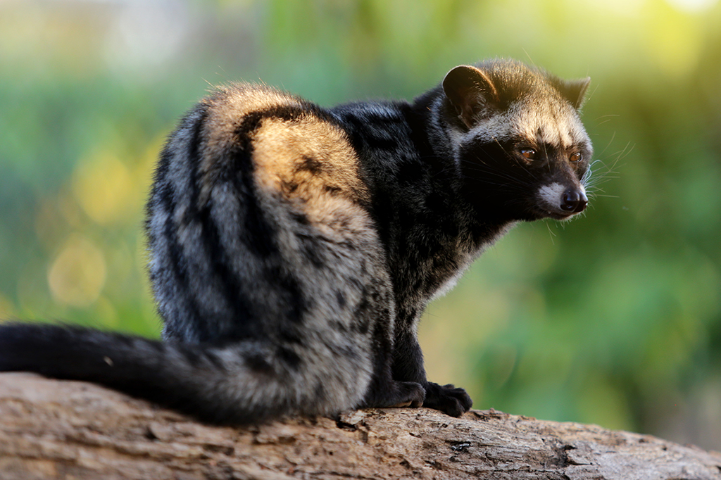 Fotografia do Gato Civeta em uma planta&ccedil;&atilde;o de caf&eacute;.