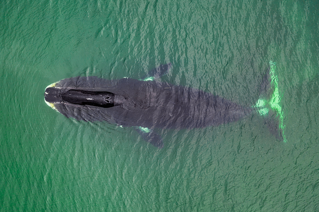 Essa baleia vive por dois séculos – e agora cientistas descobriram o porquê