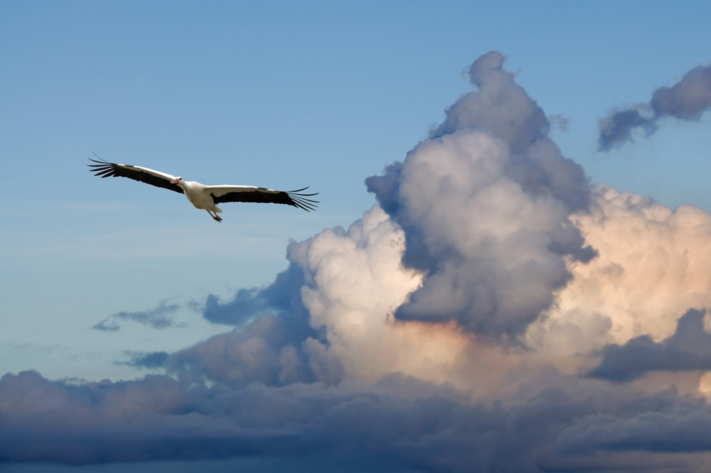 Como aves respiram em altitudes tão elevadas?