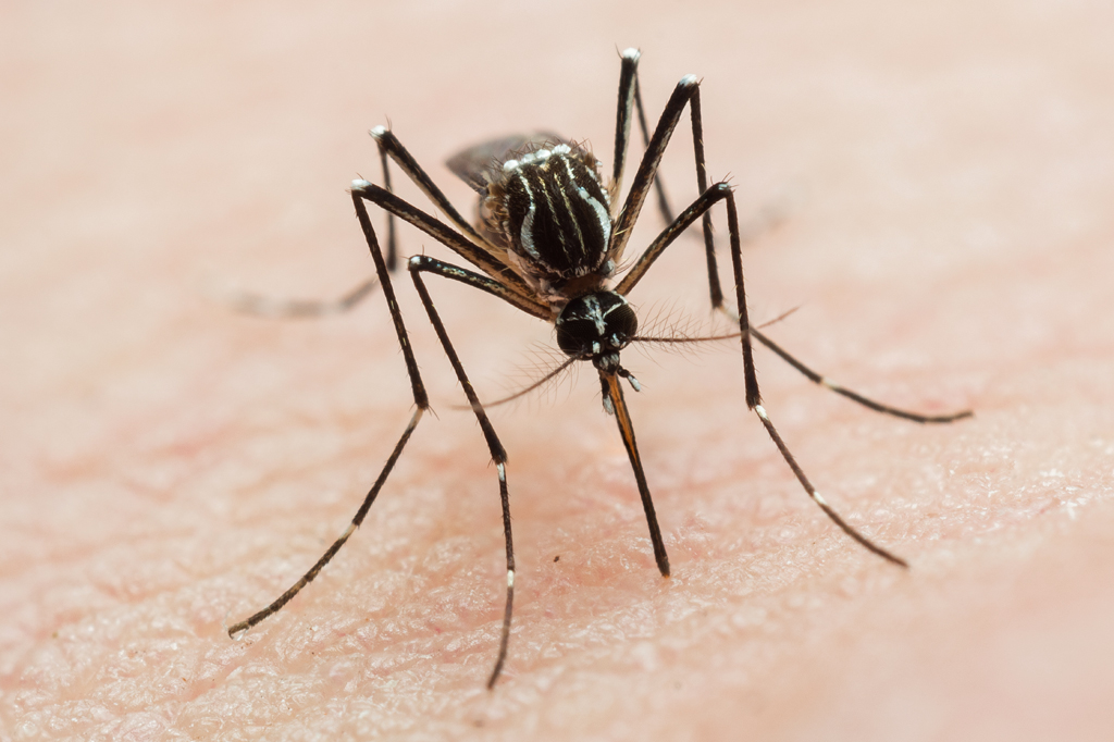 Por que picada de mosquito não dói?