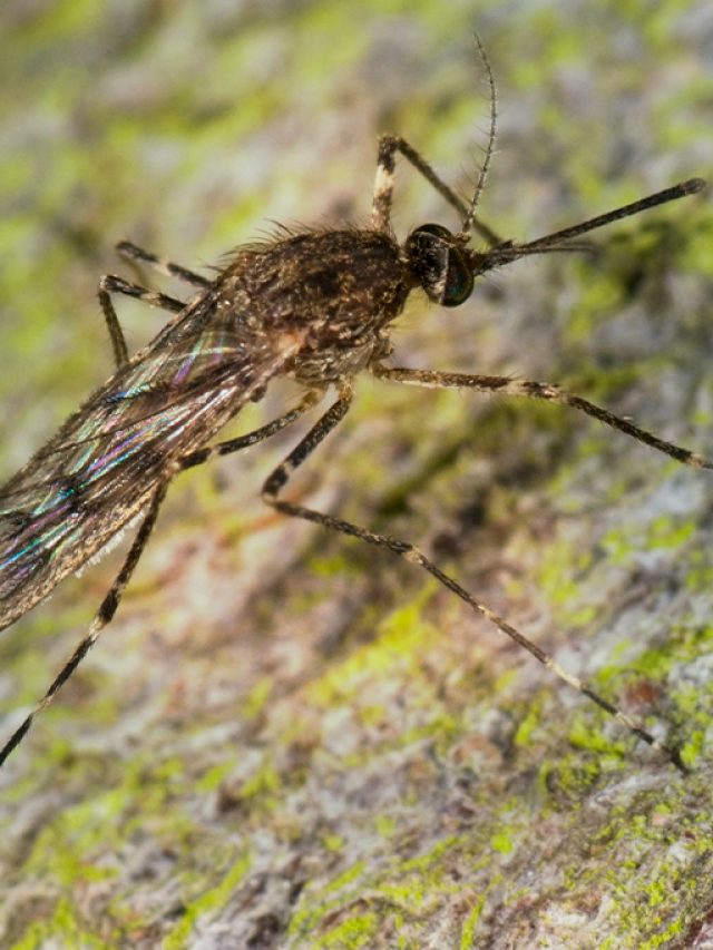 Capa de: Pela primeira vez, mosquitos são encontrados na Islândia
