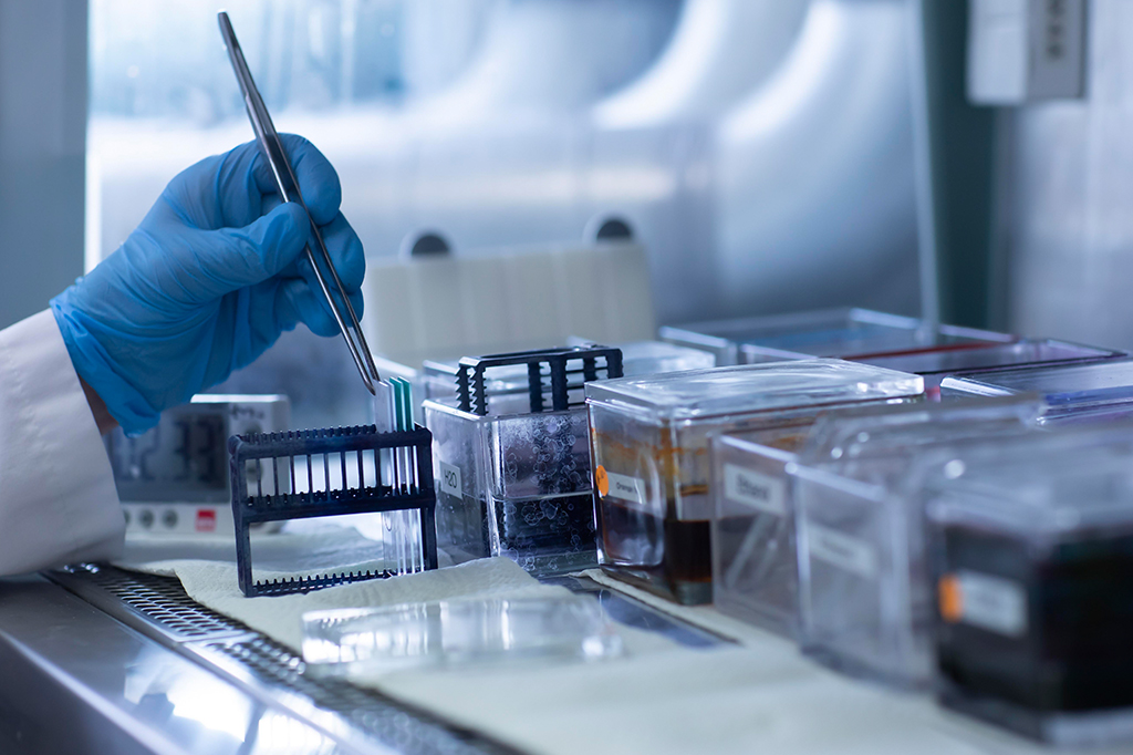 Um organismo microscópico revela pistas de como os animais evoluíram