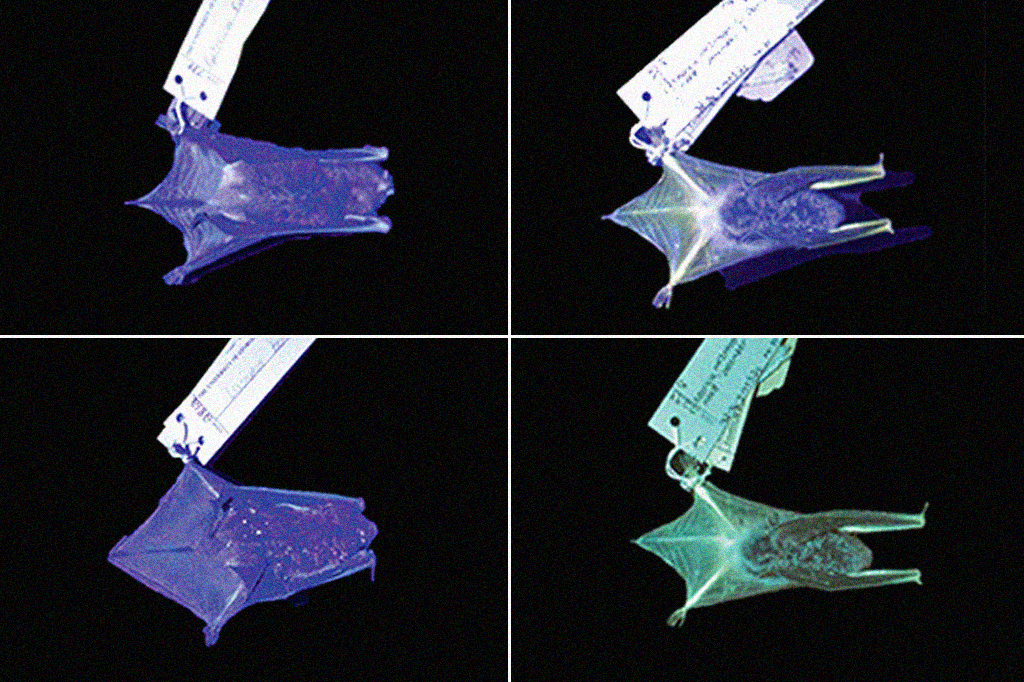 Cientistas identificam seis espécies de morcegos que brilham sob a luz ultravioleta