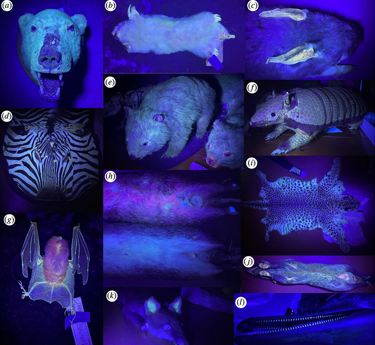 Fotografia sem filtro de taxidermia de mam&iacute;feros sob luz ultravioleta. (a) urso polar, (b) toupeira marsupial do sul, (c) bilby maior, (d) zebra da montanha, (e) wombat de nariz nu, (f) tatu de seis faixas, (g) morcego-de-nariz-laranja, (h) quenda, (i) leopardo, (j) civeta-asi&aacute;tica, (k) raposa-vermelha, (l) golfinho-an&atilde;o.
