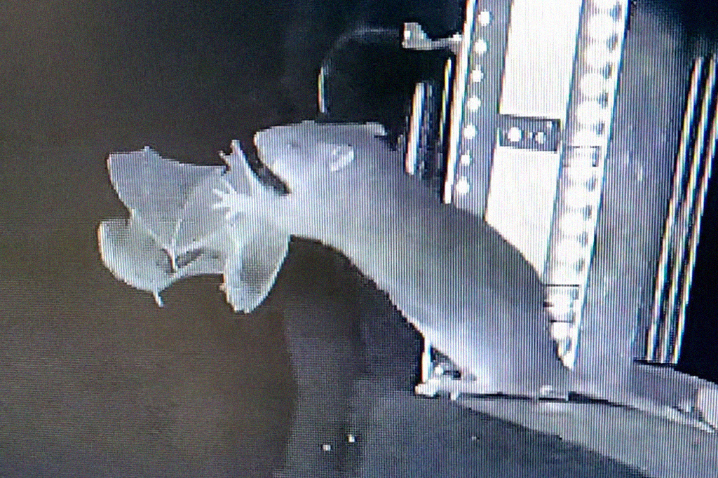 Vídeo flagra ratazanas predando morcegos em pleno voo