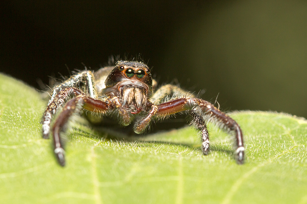 Como o mundo se parece aos olhos de uma aranha