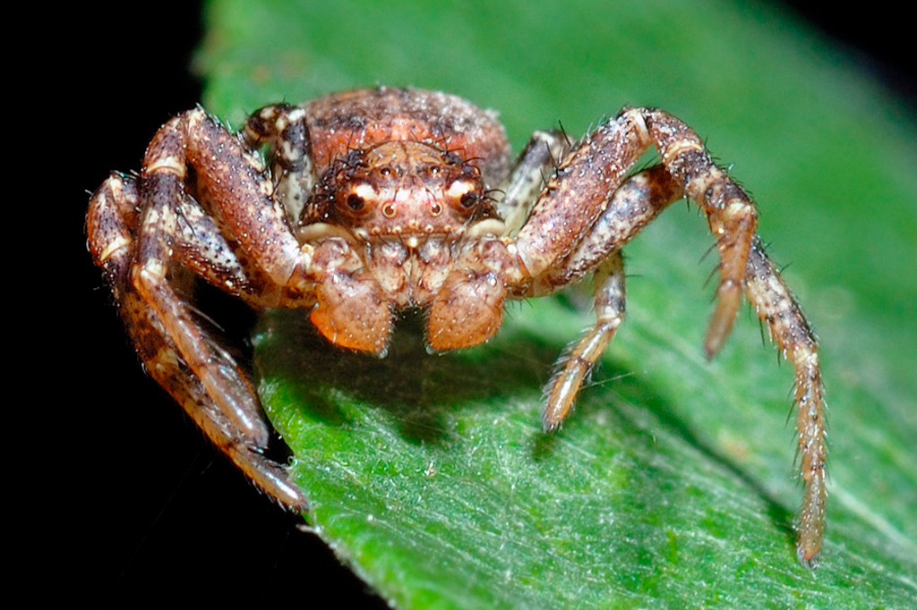 Fotografia de uma aranha-caranguejo.