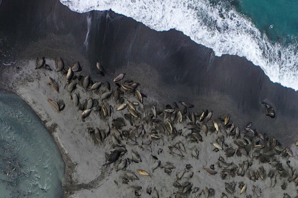 Gripe aviária dizimou populações de elefantes-marinhos no Atlântico Sul