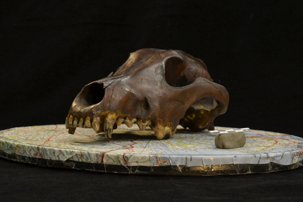 Do chihuahua ao shih tzu: cães já eram surpreendentemente diversos há 10 mil anos