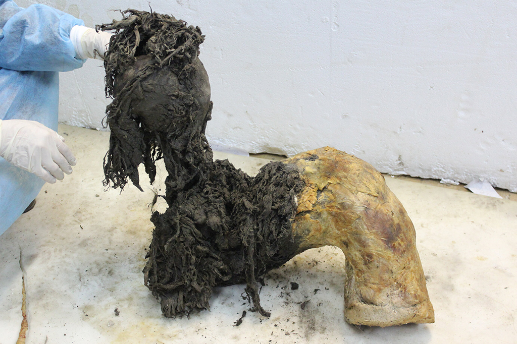 Cientistas recuperam o RNA mais antigo do mundo em mamute de 40 mil anos