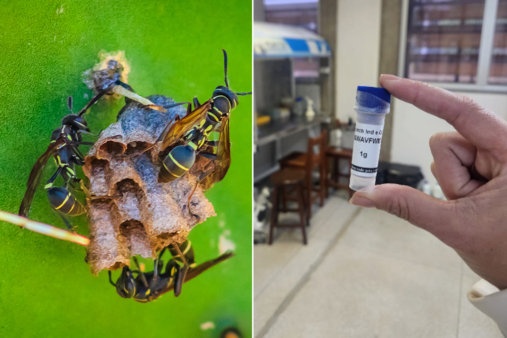Pesquisadores brasileiros estudam usar veneno de marimbondo contra Alzheimer