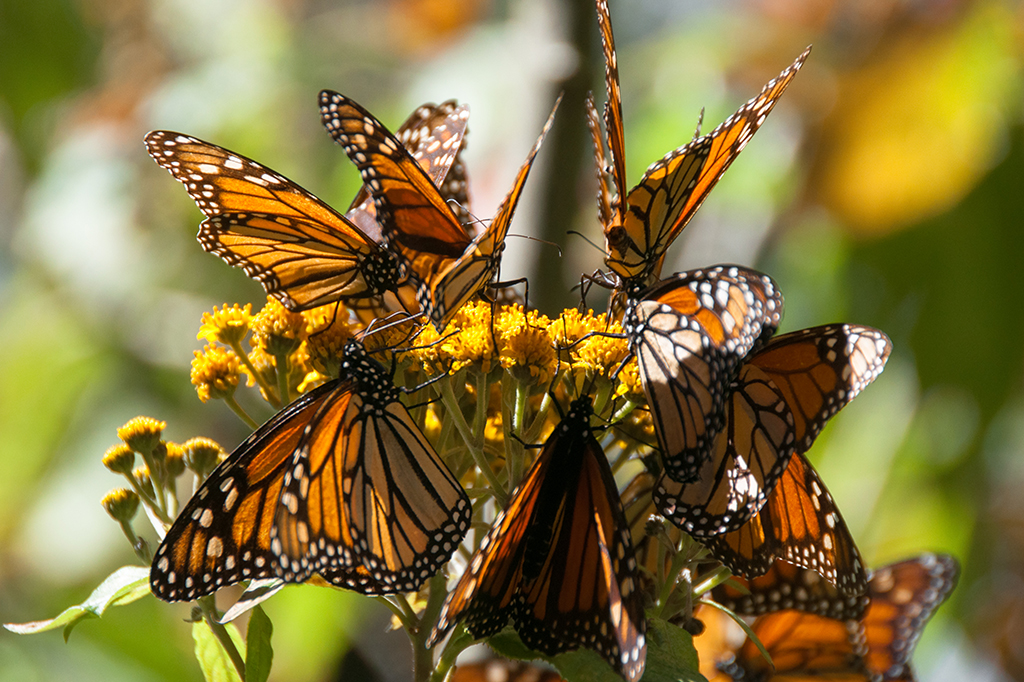 Dispositivo que monitora a migração de borboletas-monarca é um sucesso